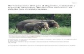 Recomendaciones 2017 para el diagnóstico, tratamiento y ... · (Feldman 2013). Los elefantes asiáticos infectados con Mtb pueden tener manifestaciones clínicas variables, pero