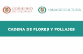 CADENA DE FLORES Y FOLLAJES - MinAgricultura · dólares en 2017. • Aporta el 17% del impuesto de renta del agro colombiano. ... • Las principales especies exportadas son rosa,