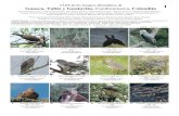1119 Aves de los bosques Alto Andinos Guasca, Tabio y ... · AVES de los bosques altoandinos de Guasca, Ta b i o y Guatavita, Cundinamarca, Colombia Juan Sebastián Cortes1, Paula
