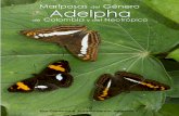 0 CL Adelpha3 - Butterfly Catalogs€¦ · Adelpha Hübner, [1819] El género Adelpha se ubica en la subfamilia Limenitidinae, de la familia Nymphalidae. Hay 91 especies de Adelpha,