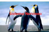 Introducción al Sistema Nervioso - WordPress.com · (centro vasomotor). •Regula la deglución, la tos, el vómito, entre otros. Función de la Protuberancia anular: Coordinación