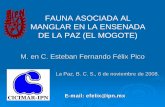 FAUNA ASOCIADA AL MANGLAR EN LA ENSENADA DE LA PAZ … · ¾Determinar la diversidad taxonómica de los macroinvertebrados asociados al manglar de El Mogote, Ensenada de La Paz, B.C.S.