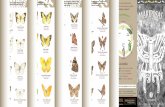 s3 a4 dí comunes de la Ciudad de México · 18,000 especies de mariposas y 132,000 de polillas. En México se conocen alrededor de 1,800 especies (10% de las especies de mariposas