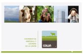 Presentación Cooperativa Colun · Somos la Cooperativa Agrícola y Lechera de La Unión Historia COLUN nace en 1949 como una cooperativa de 70 agricultores en el centro de la zona