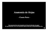 Anatomía de Hojas - Botánica en Línea · Anatomía de Hojas - Cuarta Parte - Esta presentación está protegida por la ley de derechos de autor. Su reproducción o uso sin el permiso