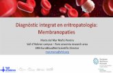Diagnòstic integrat en eritropatologia: Membranopaties- Fenotipos más graves - Anemia hemolítica macrocítica >110 fL (hasta 150 fL) - MCHC disminuido (24 a 30 g/dL) - RhAG - transportador
