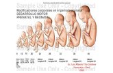 Modificaciones corporales en el periodo prenatal ... · Modificaciones corporales en el periodo prenatal DESARROLLO MOTOR PRENATAL Y NEONATAL Lic. Luis Alberto Tito Córdova Huancayo