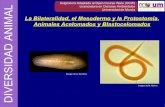 Sesión Teórico-Práctica 04: Acelomados y Pseudocelomados … · 2018-11-14 · Curso 2009 Blastocelomados o Pseudocelomados 1 Bilaterales, triblásticos, sin segmentación 2 Pseudocele