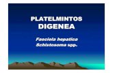 PLATELMINTOS DIGENEAocw.usal.es/ciencias-biosanitarias/parasitologia-bio... · 2009-03-26 · Patogenia en animales • Procesos mecánicos :-Emigración de los preadultoshasta el
