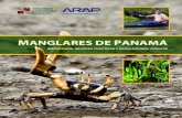 ANGLARES DE PANAMÁ · 12 Manglares de Panamá: Importancia, mejores prácticas y regulaciones vigentes América del Norte América del Sur África Australia Asia Un manglar en Bocas