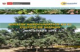 BOLETÍN AGROCLIMÁTICO EN EL CULTIVO DE MANGO · A través del presente boletín de edición mensual, los productores de mango de la región Lambayeque podrán disponer de información