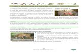 Proyecto 6. Manejo Sostenible de la Biodiversidad y ... · Elaborar estudio de Caracterización de hábitats de cóndor andino, oso andino y paujiles en las zonas de páramo y subpáramos