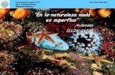 “En la naturaleza nada es superfluo” Averroes (1126-1198)Tema 1: Introducción, Generalidades de la Clase Polychaeta 4 Mientras que la literatura especializada, basándose en resultados