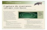 Captura de marranos salvajes con lazosferalhogs.tamu.edu/files/2013/05/E-271S-Snaring-Feral-Hogs.pdf · animales (marcados con huellas) o caminos que usan para cruzar por debajo de