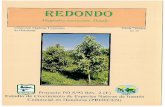 No 15 REDONDO - ITTO...REDONDO Magnolia yoroconte Dandy Colecci6n Maderas Tropicales de Honduras Proyecto PD 8/92 Rev. 2 (F) Ficha Tecnica No 15 Estudio 'de Crecimiento de Especies