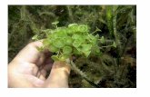 La acetabularia es un alga de entre dos y cinco ...biotiempo.weebly.com/uploads/9/4/5/8/94588683/... · La acetabularia es un alga de entre dos y cinco centímetros, que tiene la