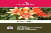 Granado - Hernandorena › wp-content › uploads › 2018 › 08 › ... · utilizados como medio de cultivo. · La planta de maceta se cultiva indoor, bajo cubierta protectora durante