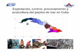 Explotación, control, procesamiento y acuicultura del ... · Clase B: Recepción Pesaje Cocción ... Clase A: Clase B: Proyecto cultivo de pepino de mar inicio en el 2015. Plano