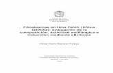 Fitoalexinas en lima Tahití (Citrus latifolia): evaluación de la …bdigital.unal.edu.co/70752/2/1067864210.2018.pdf · 2019-01-31 · Fitoalexinas en lima Tahití (Citrus latifolia):