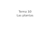 Tema 10 Las plantas - WordPress.com · Tema 10 Las plantas. Reino Plantas. Fotosíntesis-Respiración celular Cloroplasto Mitocondria Savia elaborada Floema Savia bruta Xilema. Clasificación