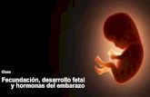 Fecundación, desarrollo fetal Fecundación y hormonas del y ... ... Fecundación y hormonas del embarazo 31-1 Clase Fecundación, desarrollo fetal y hormonas del embarazo. Resumen
