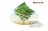 ÁRVORES PLANTADAS E RECURSOS HÍDRICOSiba.org/images/shared/Biblioteca/PT_Info_Agua_2018.pdf · As árvores plantadas para fins industriais se integram com a vegetação natural,