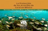 La Protección de los Arrecifes de Coral en México · Los arrecifes de coral son ecosistemas invaluables. México tiene arrecifes en el océano Pacífico, el mar Caribe, y en los