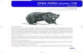 Ursus arctos Linnaeus, 1758 - miteco.gob.es · De orejas pequeñas y cola corta, el oso pardo se caracteriza por su gran tamaño, cabeza masiva, ex-tremidades cortas y robustas, hombros