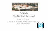 DOHaD Plasticidad Cerebral - Sociedad Argentina …...Plasticidad asociada al ambiente • Todos los sese esres huuaosmanos tte eienen núúeosmeros similares de las glándulas sudoríparas