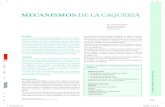 MECANISMOS DE LA CAQUEXIA revista... · b-CAQUEXIA RENAL (8,11-12) • Se describe la existencia de un hipercatabolismo por exceso de ci-tokinas. • Existe un exceso de leptina,