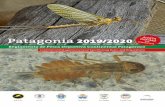 Patagonia 2019/2020 - REGLAMENTO DE PESCAreglamentodepesca.org.ar/Reglamento-2019-20.pdf · Asociación Argentina de Pesca con Mosca Imagen de tapa Chiloporter eatoni es un insecto