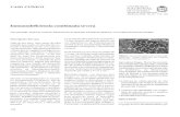 Inmunodeficiencia combinada severabdigital.unal.edu.co/22927/1/19618-65049-1-PB.pdf · Las inmunodeficiencias primarias son ungrupo diverso de enfermedades que. JARAMILLO. L Figura