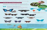Mariposario tropical Mariposario tropicalMariposas “alas largas” Heliconiinae Estas mariposas obtienen proteínas al comer polen. Esto les brinda un período de vida más extenso