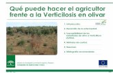 Que puede hacer el agricultor frente a verticilosis en oivar · 2. Desarrollo de la enfermedad. Qué puede hacer el agricultor frente a la Verticilosisen olivar. Instituto de Investigación