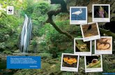 Τα παρόχθια δάση στην Ελλάδα - WWF › forests › pdfs › Parox8ia.pdf · κά νερά της Ελλάδας έχουν βρεθεί 154 είδη), έντομα
