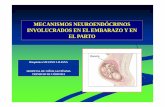 Mecanismos Neuroendócrinos en el Embarazo - SILVANO...Regula contracciones uterinas, el desencadenamiento del parto y la involución del útero, estimulación de PG. Otros mecanismos