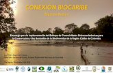Presentación de PowerPoint³n biocaribe.pdf · de conectividad socioecosistémica en la RCC Occidental por efecto directo del proyecto • 2.500 ha de zonas de amortiguamiento cubiertas