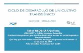 Presentación de PowerPoint - REDBIO Argentinaredbioargentina.org.ar › contenido › uploads › transgenicos-2017_cicl… · 1 - Proceso de desarrollo de un cultivo OGM Adaptado