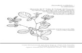 Desmodium ovalifolium – la conocemos? Memorias del 1 ... · Memorias del 1er Taller de Trabajo del Proyecto: La interacción genotipo con el medio ambiente en una colección seleccionada