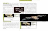 mamíferos en cuba MlauRCIé GoS InSeCtíVoRoSrepositorio.geotech.cu/jspui/bitstream/1234/1429/36... · 16,7-18,8 mm Silueta con las alas extendidas envergadura: 295-358 mm Lasiurus