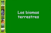 Los biomas terrestresLos biomas terrestres ¿Qué es un BIOMA? • Se distinguen fácilmente por el aspecto de sus comunidades ya que poseen un tipo de vegetación muy característico