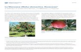 La Manzana (Malus domestica, Rosaceae) › pdffiles › HS › HS29200.pdf · La mayoría de las manzanas no se autopolinizan y requi-eren polinización cruzada para producir frutos
