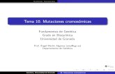 Tema 10. Mutaciones cromosómicas - UGRama/fdg/pdf/fdg10.pdf · 2018-11-15 · Num ericasEstructurales 10. Mutaciones cromos omicas 1 Variaciones cromos omicas num ericas Aneuploid