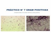 PRÁCTICO N° 7 GRAM POSITIVAS - Weebly · PRÁCTICO N° 7 GRAM POSITIVAS Complementar con clases teóricas y Guía práctica. Staphylococcus spp. Mycobacteriumspp. Bacillus cereus