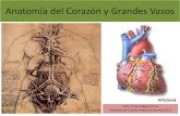 Anatomía del Corazón y Grandes Vasos - WordPress.com › ... · corazón derecho (circulación pulmonar o menor) y corazón izquierdo (circulación sistémica o mayor) ... B. En