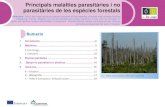 Introducció 2 Malalties 3 - eforown.ctfc.cateforown.ctfc.cat/pdf/27_b_malalties_Final_catala.pdf · Introducció – Aquestes fitxes estan destinades a propietaris i gestors forestals.