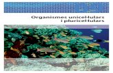 Organismes unicel·lulars i pluricel·lulars › bcv › guide › capitulo › 8448166655.pdf · Finalment, la cèl·lula mare es trenca i allibera a l’exterior totes les cèl·lules
