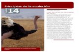 Capítulo 14€¦ · Capítulo 14 Principios de la evolución Este enorme avestruz posee alas, un legado de su herencia evolutiva. Principios de la evolución Capítulo 14 267 14.1