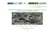 Gludenās čūskas (Coronella austriaca Laur.) sugas aizsardzības …€¦ · Ekoloģija; Vides zinātne: Dabas aizsardzība). Darba autortiesības ir aizsargātās ar LR likumu