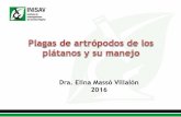Dra. Elina Massó Villalón 2016 · El índice para realizar la aplicación es de 1 picudo/trampa de tocón o 0,5 p/trampa de seudotallo. Si el platanal es de fomento la plaga no